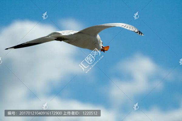 鳥(niǎo)-匯圖網(wǎng) www.fosd68.com 鳥(niǎo)