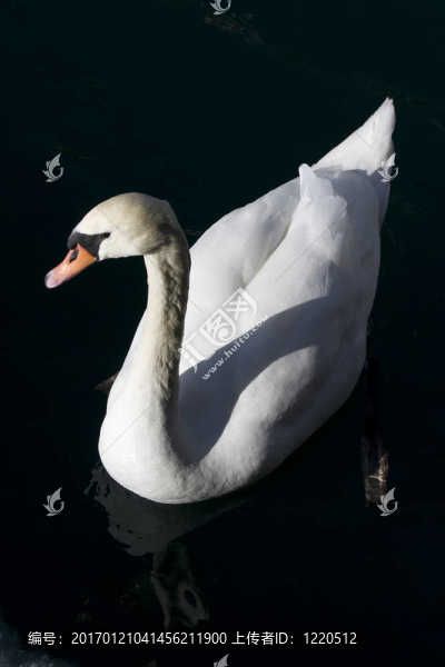 White,Swan在布萊克萊克