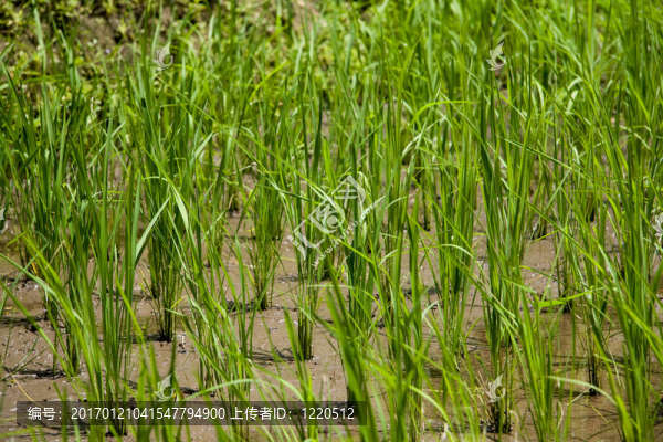 水稻草