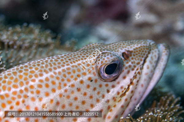 魚特寫