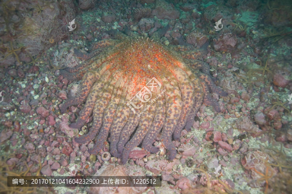 太陽海星