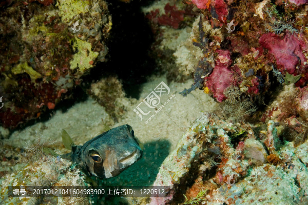 河豚魚