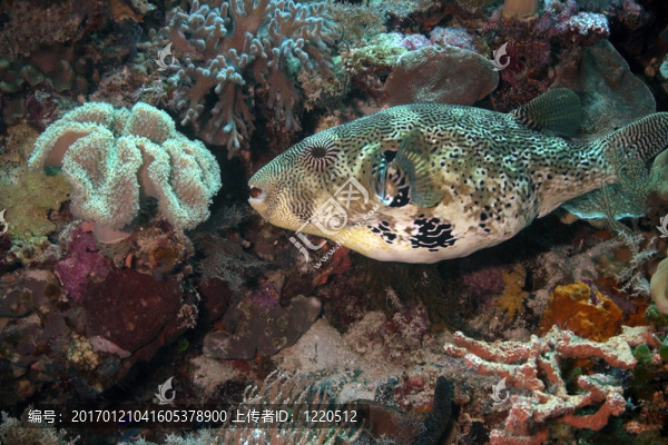 河豚魚