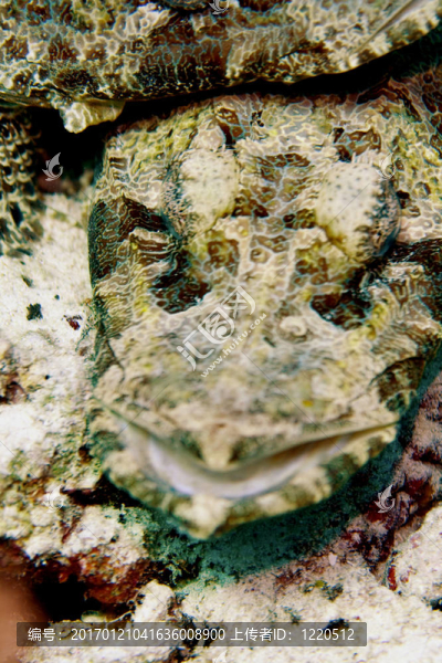 短吻鱷魚