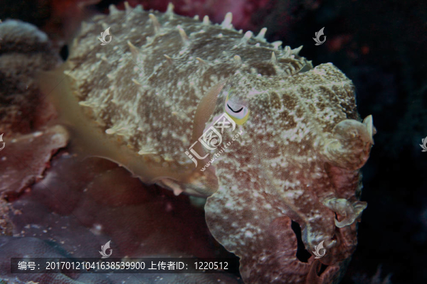 墨魚