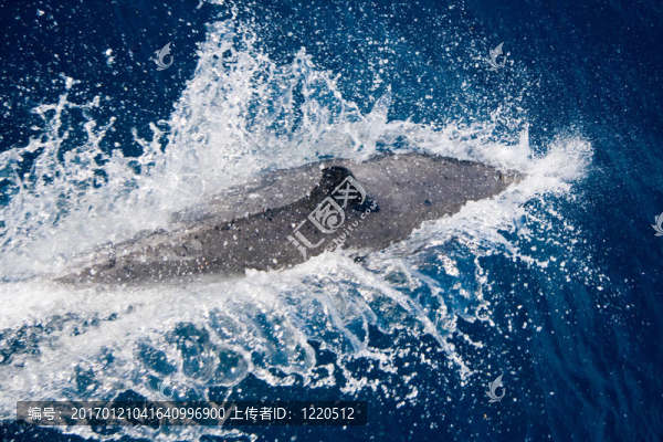海豚
