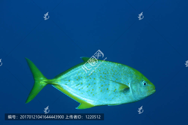 黃尾金槍魚(yú)