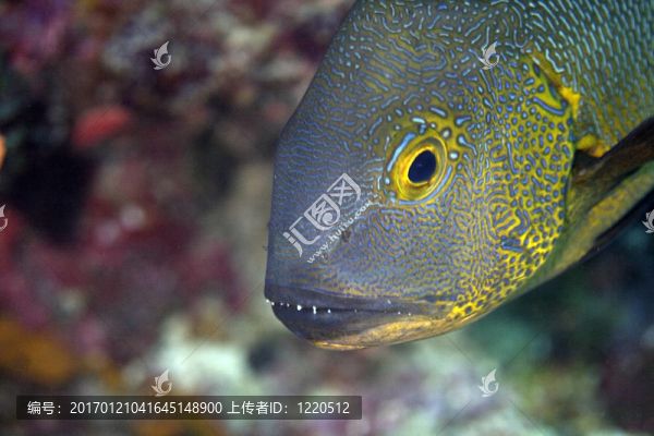 石斑魚
