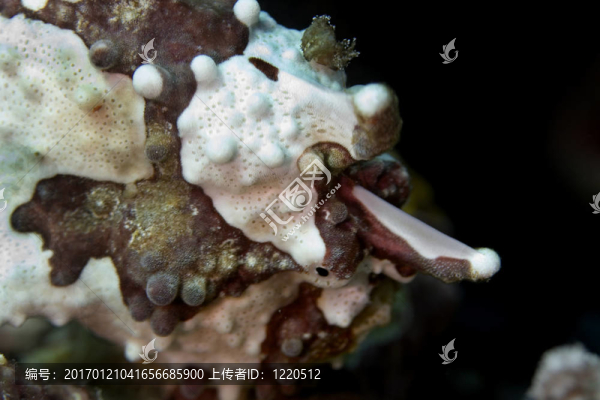 蛙魚(yú)
