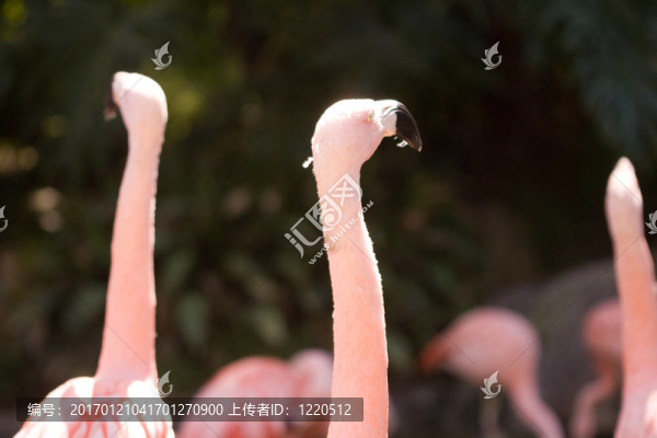 粉紅火烈鳥(niǎo)