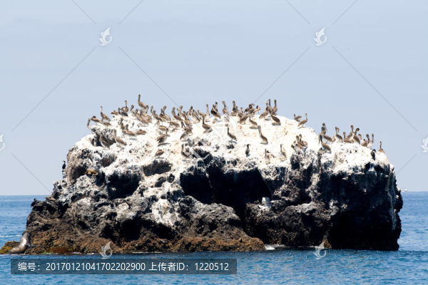 鵜鶘島