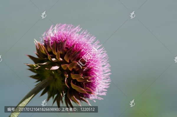 紫色的薊