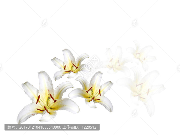 白色的百合花