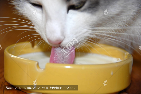 貓喝牛奶