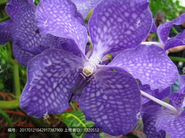 一個(gè)大的；blaue,Bluete