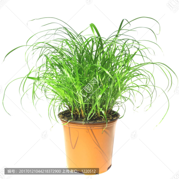 草地雜草