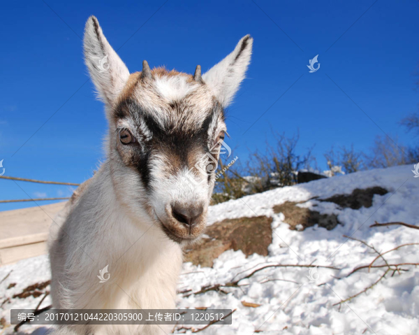 山羊?qū)殞? title=