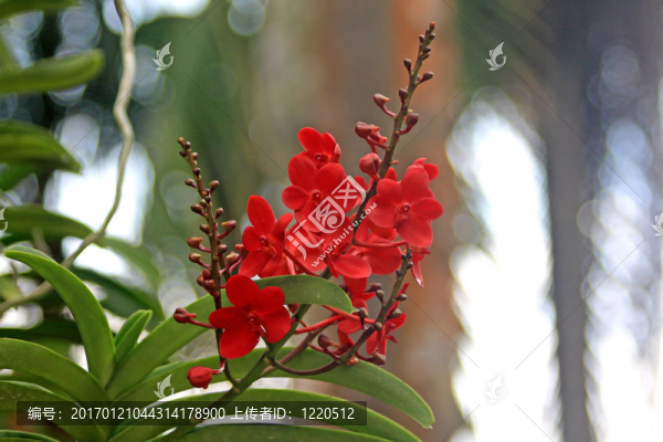 Vanda；蘭