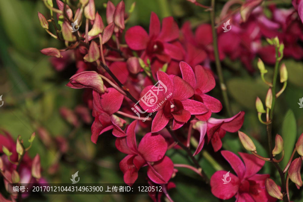 Vanda；蘭