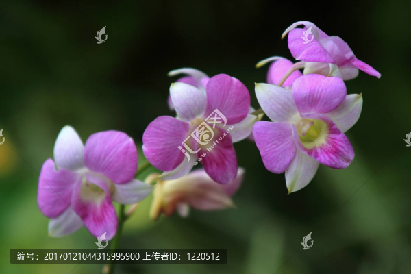 Vanda；蘭