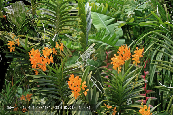 新加坡植物園