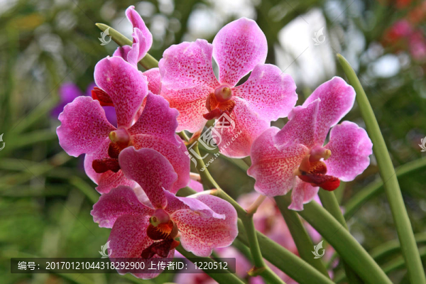Vanda；蘭