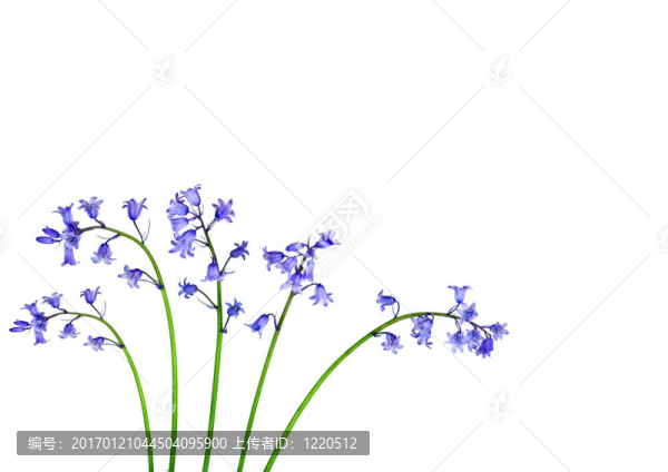 藍鈴花的美麗