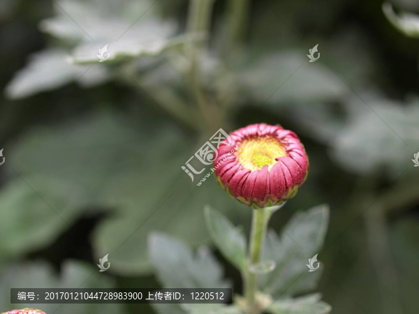菊花科