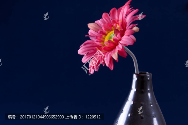 非洲菊