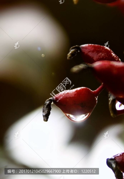雨停后留下的水滴