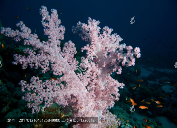 softcoral