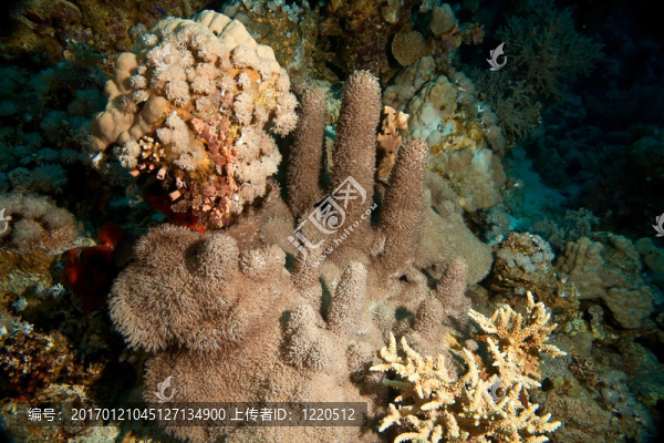softcoral