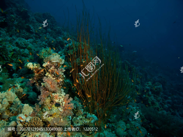 whipcoral