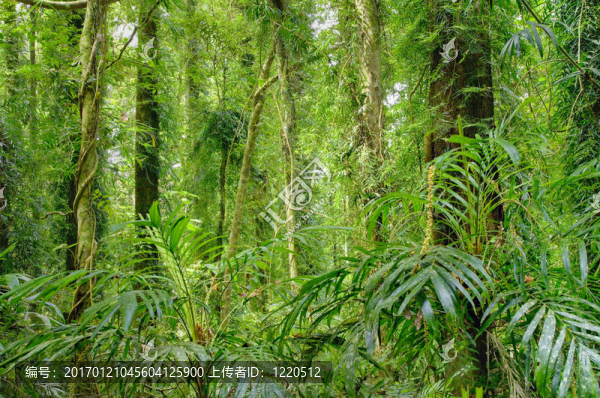 熱帶雨林的樹木