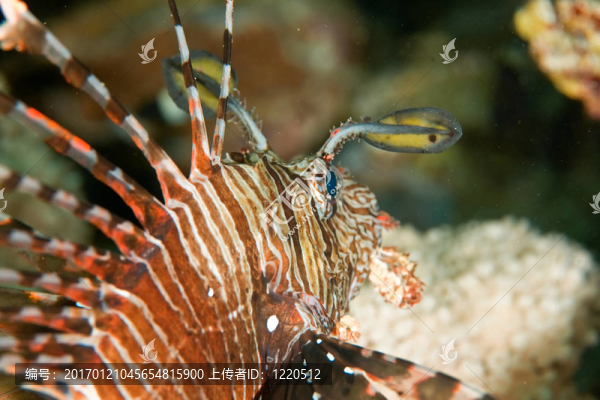 獅子魚