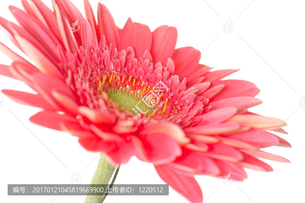 非洲菊雛菊