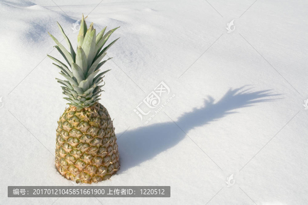 菠蘿