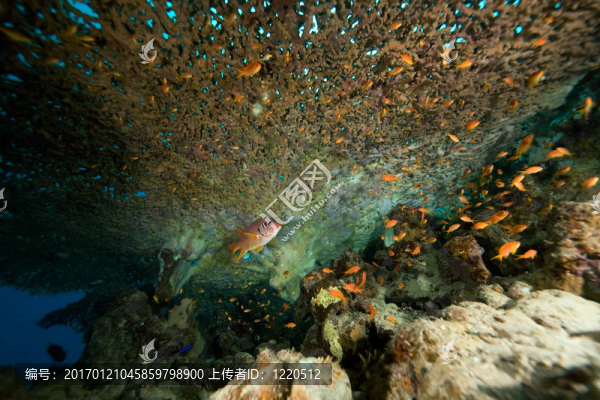 珊瑚和魚