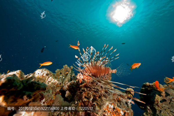 珊瑚和魚