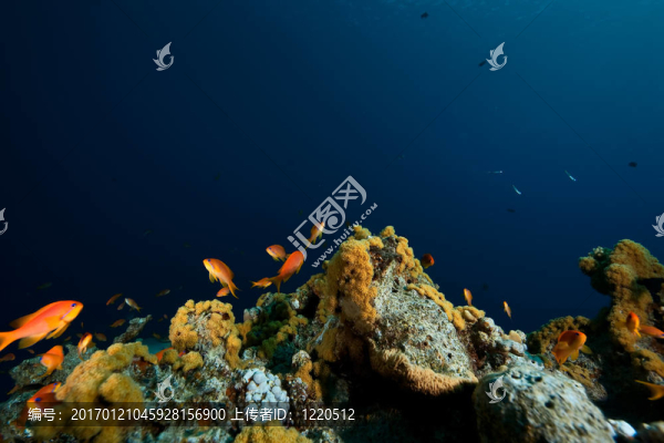 珊瑚和魚