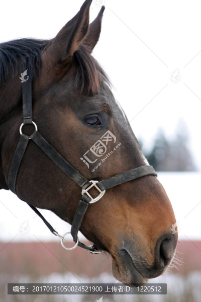 馬