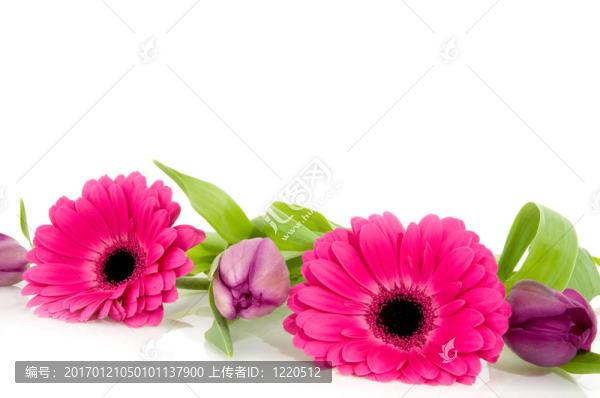 粉紅色的花環(huán)