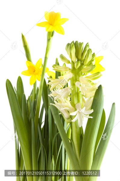 春天的花朵