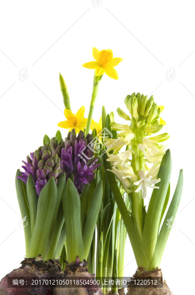 春天的花朵