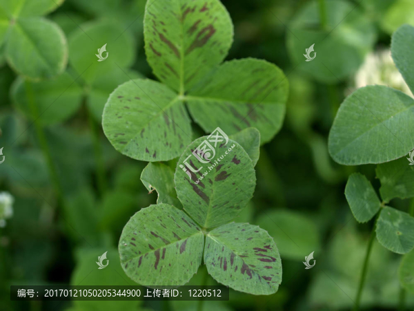 三葉草三葉草