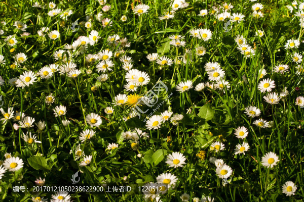 草地上的雛菊