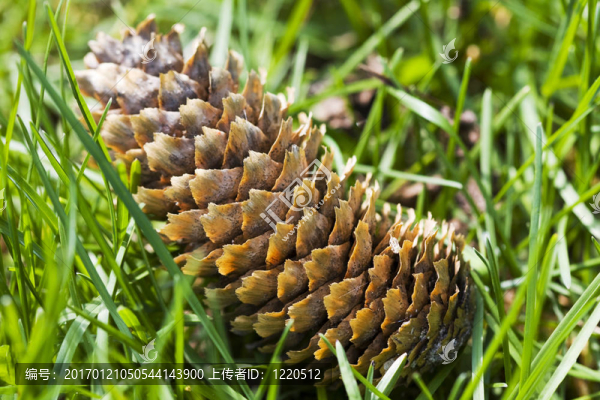 松樹掉在地上的樹上-匯圖網(wǎng) www.fosd68.com 松樹掉在地上的樹上