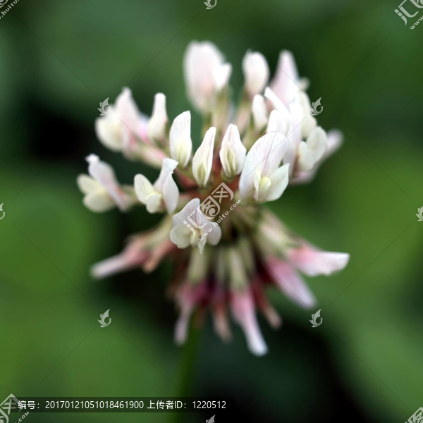 三葉草的花