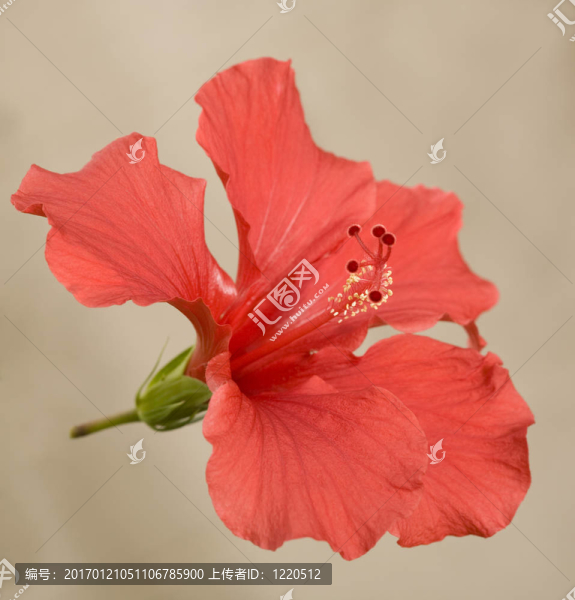 鮮紅的木槿