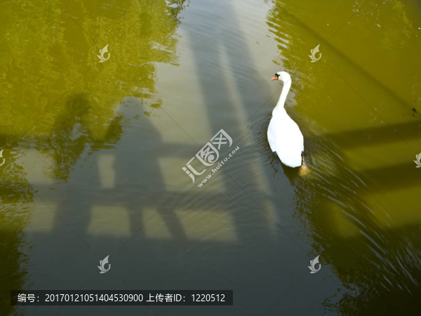 關(guān)于天鵝和影子的水